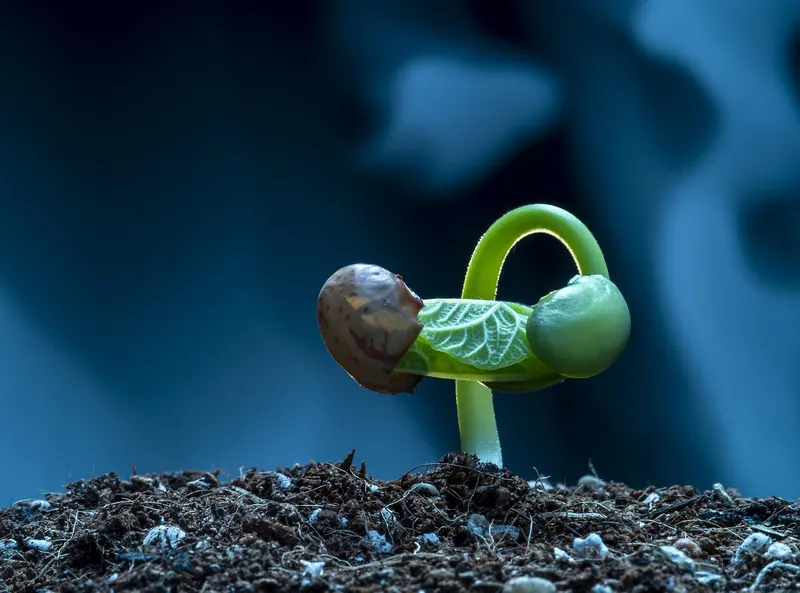 A tiny seedling emerges from the soil, its first leaves unfurling.